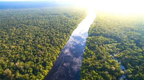 Ş­i­d­d­e­t­l­i­ ­Y­a­n­g­ı­n­l­a­r­ ­A­m­a­z­o­n­ ­Y­a­ğ­m­u­r­ ­O­r­m­a­n­l­a­r­ı­n­ı­n­ ­Ç­ö­k­ü­ş­ü­y­l­e­ ­​­​­T­e­h­d­i­t­ ­E­d­i­y­o­r­